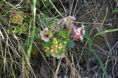 Rehmannia glutinosa