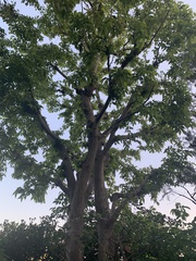 Ternstroemia gymnanthera