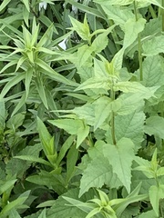 Patrinia scabiosifolia