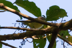 Vireo philadelphicus