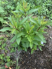 Eupatorium japonicum