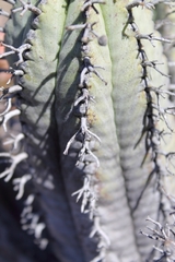 Euphorbia pillansii pillansii