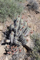Euphorbia pillansii pillansii