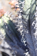 Euphorbia pillansii pillansii