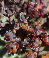 Euphorbia pillansii pillansii