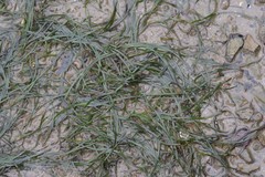 Zostera capensis