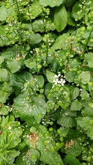 Pachyphragma macrophyllum