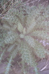 Berkheya onobromoides