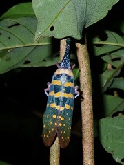 Pyrops maquilinganus