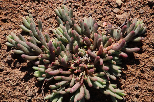 Image of Gross Dropfig (Mesembryanthemum grossum) by (c) Tony Rebelo, some rights reserved (CC BY-SA)