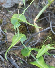 Othonna perfoliata