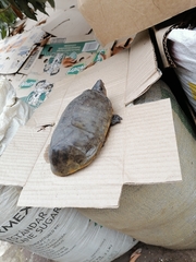 Kinosternon herrerai