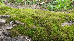 Bryophyta