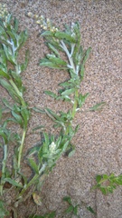 Gnaphalium polycaulon