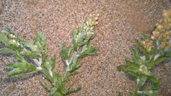 Gnaphalium polycaulon