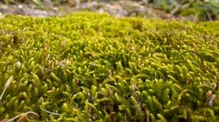 Bryophyta