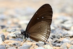 Euploea eyndhovii