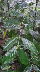 Coffeeae