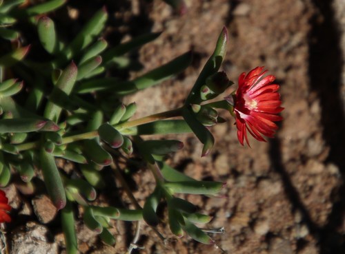 Image of Delosperma ornatulum by (c) Tony Rebelo, some rights reserved (CC BY-SA)