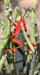 Phymateus morbillosus morbillosus