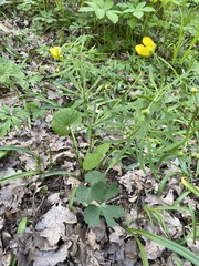 Ranunculus cassubicus