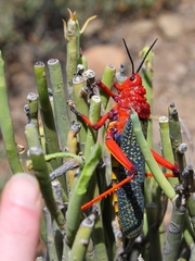 Phymateus morbillosus morbillosus