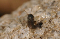 Agriotes lineatus