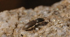 Agriotes lineatus