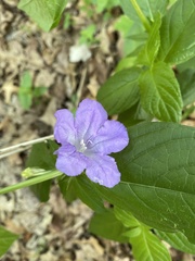 Ruellia pedunculata