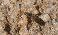 Agriotes lineatus