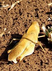 Humbe tenuicornis