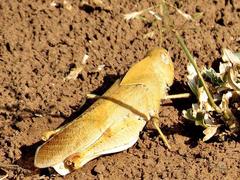 Humbe tenuicornis