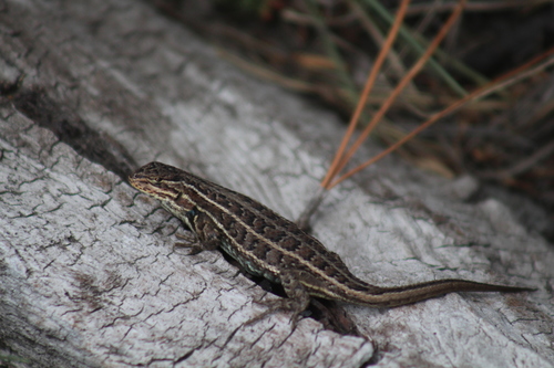 Trans Volcanic Bunchgrass Lizard