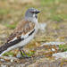 White-winged Snowfinch - Photo (c) Paul Cools, some rights reserved (CC BY-NC), uploaded by Paul Cools