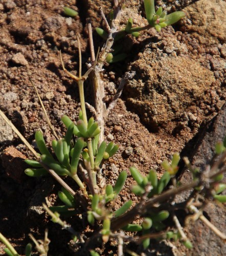 Image of Trichodiadema pomeridianum by (c) Tony Rebelo, some rights reserved (CC BY-SA)