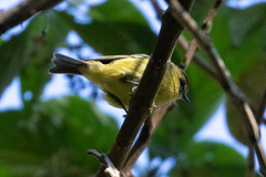 Vireo carmioli