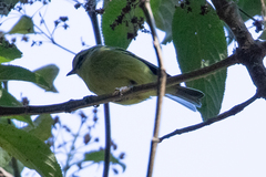 Vireo carmioli