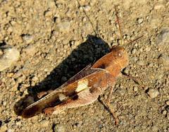Humbe tenuicornis
