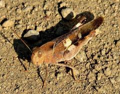 Humbe tenuicornis