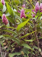 Elleanthus glaucophyllus