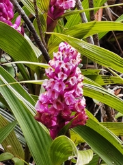 Elleanthus glaucophyllus