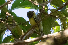 Vireo carmioli