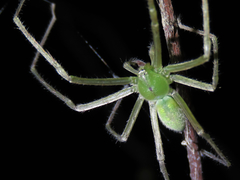 Gnathopalystes taiwanensis