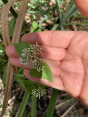 Mikania scandens image