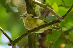 Vireo carmioli