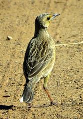 Macronyx capensis capensis