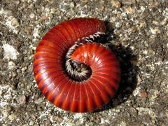 Centrobolus albitarsis