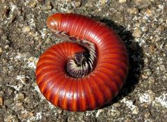 Centrobolus albitarsis