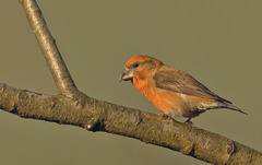 Loxia pytyopsittacus