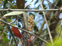 Epidendrum microtum